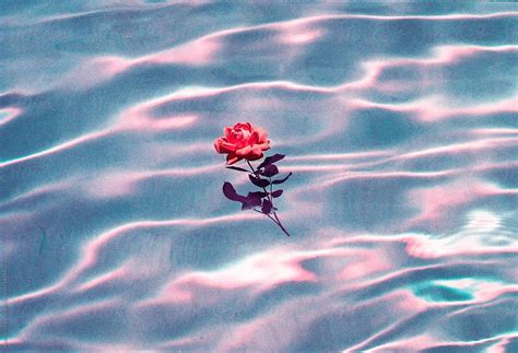 Rose Floating On Top Of A Swimming Pool On A Bright Sunny Day By