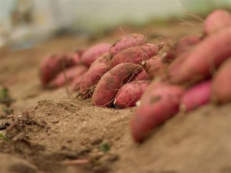 when to harvest sweet potatoes planting guide 2023 northern nester