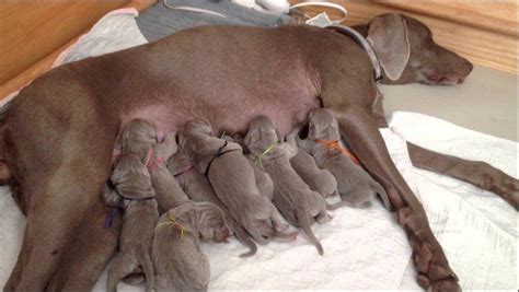Breastfeeding The Puppies It Is One Of The Moments Of The Animals Life