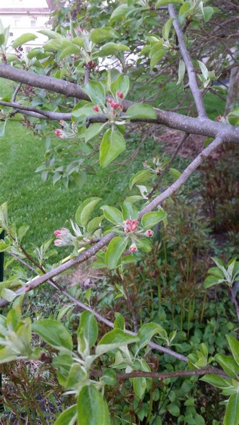 Honeycrisp bloom | Apple tree, Plants, Bloom