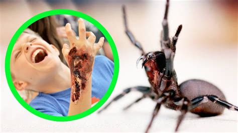The Most Dangerous Spiders In Australia Top 10 Youtube