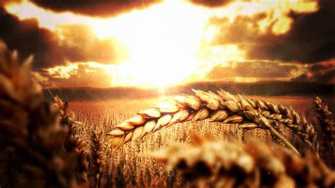 Nowadays, animation is not only used in the entertainment industry. Free Animation For Your Islamic Videos or Nasheeds Wheat Field BG - YouTube