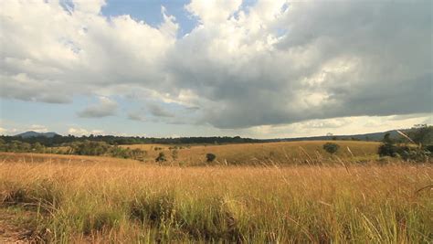 Grasslands In Tropical Asia Thailand Stock Footage Video 1802681 Shutterstock