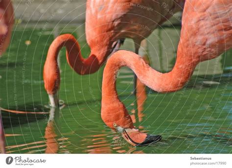 Drinking Flamingos A Royalty Free Stock Photo From Photocase