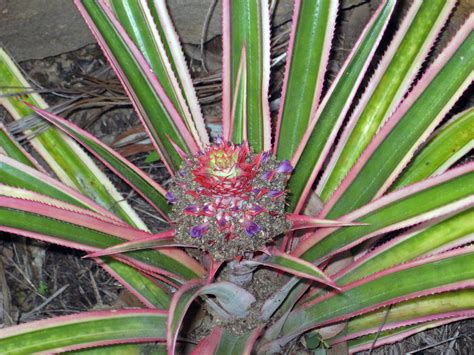 Master Gardener Plant A Pineapple — Or Another Other Spectacular