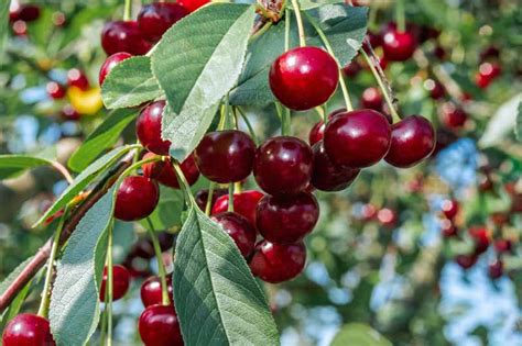 Check spelling or type a new query. How to Grow and Care for Fruiting Cherry Trees | Gardener ...