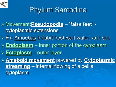 Ppt Protozoa Powerpoint Presentation Free Download Id6720588