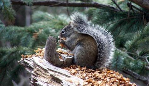 Frye Fire Decimates Mount Graham Red Squirrel Population