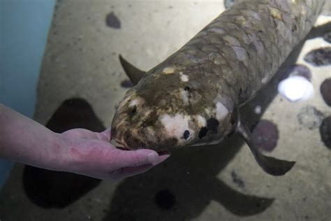 Meet Methuselah The Oldest Living Aquarium Fish