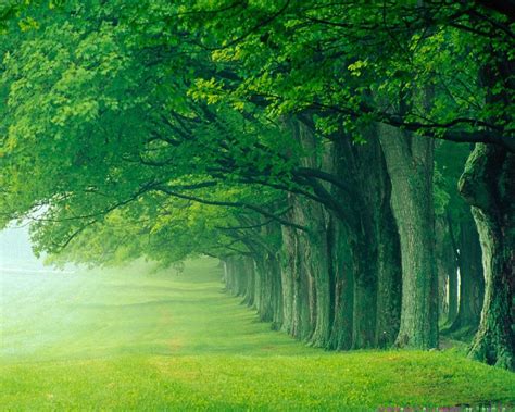 Beautiful Green Forest Background Gallery Yopriceville High Quality