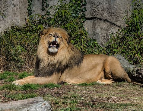 SF Zoo Lion | San Francisco - Quiet mid week afternoon. | Gerry