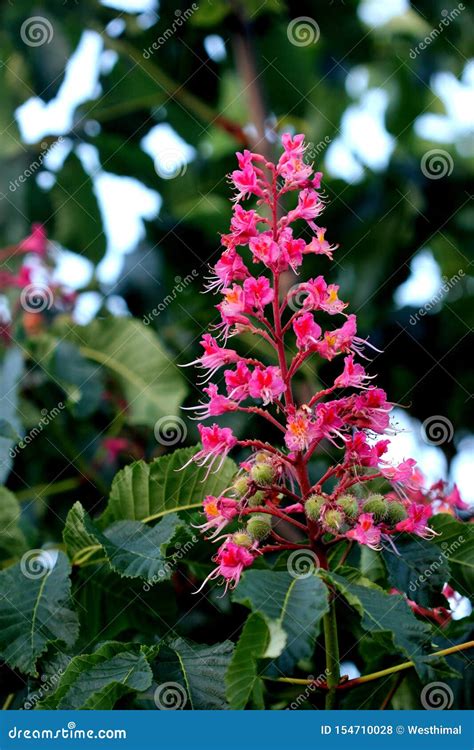 Red Horse Chestnut Aesculus X Carnea Hybrid Tree With Red Flowers