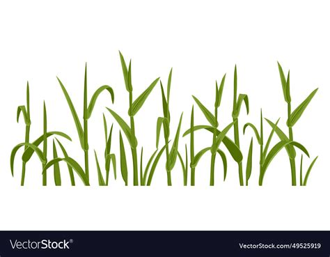 Drawing Grass Plants Royalty Free Vector Image