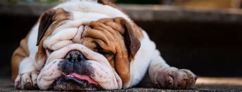 Our top 15 picks for 2021. Best Dog Food For Bulldogs - Dog Food Haven