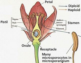 There's a tulip for every setting, from small species tulips in naturalized woodland areas to larger tulips that fit formal garden plantings from beds to borders. Flowers - Plant Reproduction