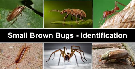 19 Small Brown Bugs With Pictures Identification Guide