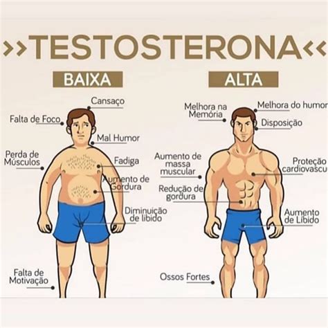 Testosterona o que é para que serve Acadhemia