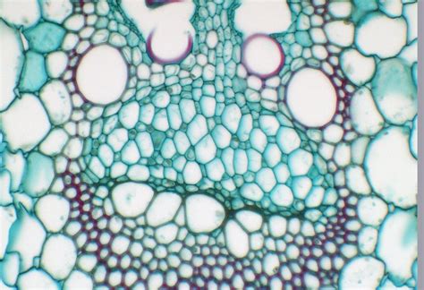 ‎phloem With Sieve Tube Members And Companion Cells In Cross Section Of