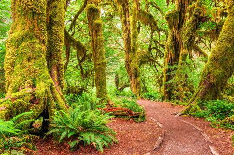 Best Time To Visit Olympic National Park Wa 2023 Weather And 10 Things
