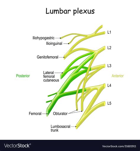 Lumbar Plexus Diagram