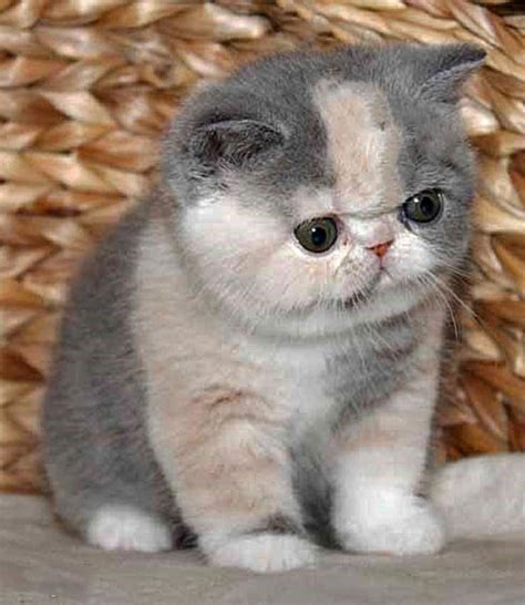 Exotic Shorthair Kittens If I Owned This Cat I Would Never Be Able