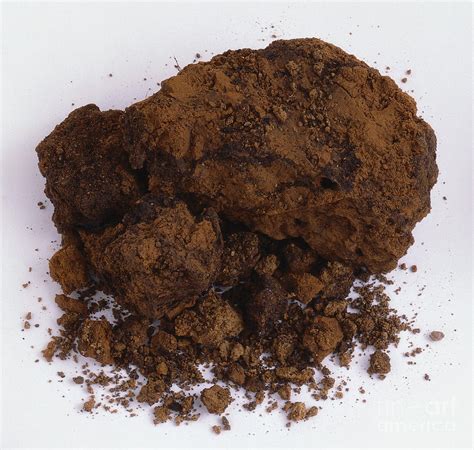 Sample Of Clay Soil Photograph By Dorling Kindersley