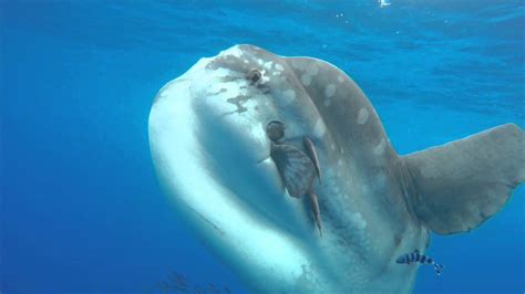 Mondfisch, ozean, meerestier, fisch, mola, mola mola, mola sunfish. Whale watching - Sunfish, Mola, Mondfisch, Peixe-lua - YouTube