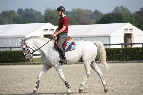 Plus, it feels very comfortable even if you're wearing it for a long time. Best Horse Riding Helmet - Learn About Horses