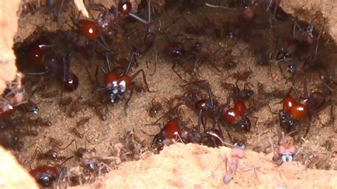 Formiga SaÚva Atta Spp Atta Leaf Cutting Ants Atividades No Formigueiro Depois Da Tempestade