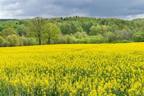 Yellow Field On Behance