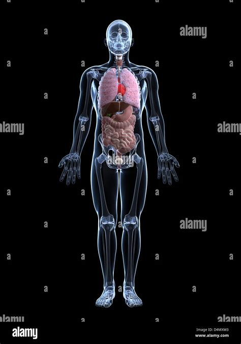 Anatomia Medica Di Scienza Di Salute 3d Immagini E Fotografie Stock Ad