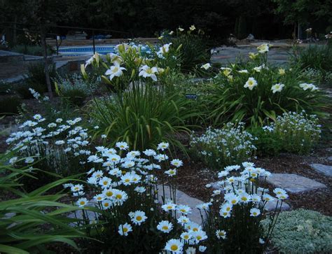 Moon Garden The White Flowers Reflect The Moon Shine Perfect For A