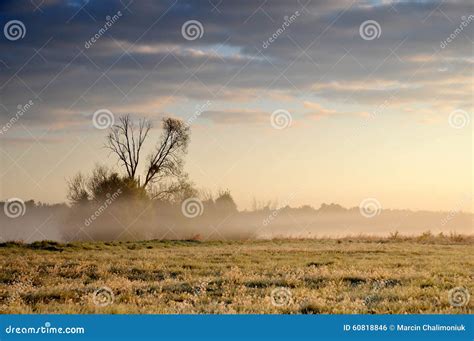 Meadow Covered In Mist Stock Photo Image Of Morning 60818846