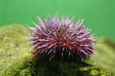 Echinoderm Marine Biology