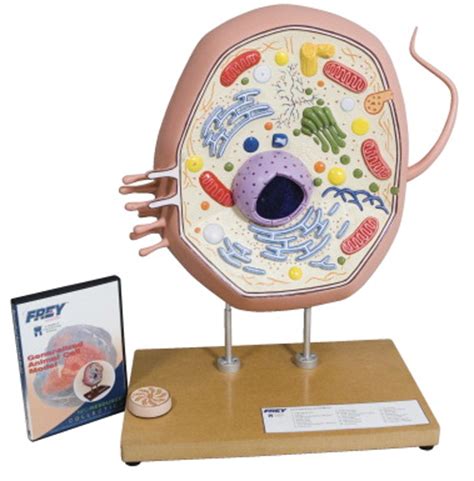 Animal cells are made up of 13 components including: Frey Animal Cell Model - SCHOOL SPECIALTY CANADA