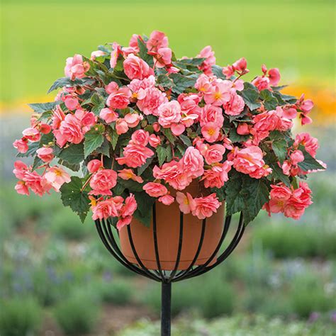 Begonias are perhaps one of the most enduring and traditional houseplants you'll come across. Begonia Sweet Spice English Rose Plants from Mr Fothergill ...