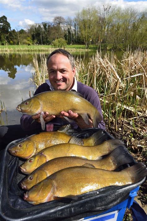 Tench under the rod tip | Photos of fish, Freshwater fish, Fish