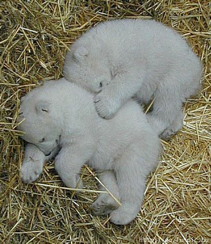 Baby Polar Bears Asleep Baby Polar Bears Cute Baby