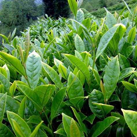 Tea Tree Seeds Tea Plant Tea Shrub Camellia Sinensis Price