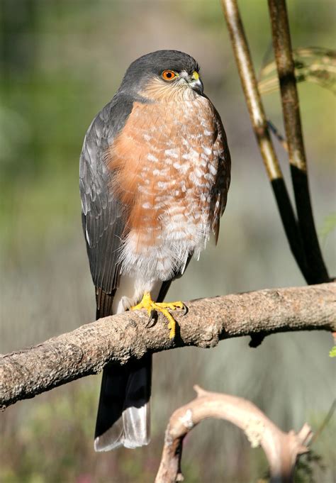 Sharp Shinned Hawk Nesting Habits