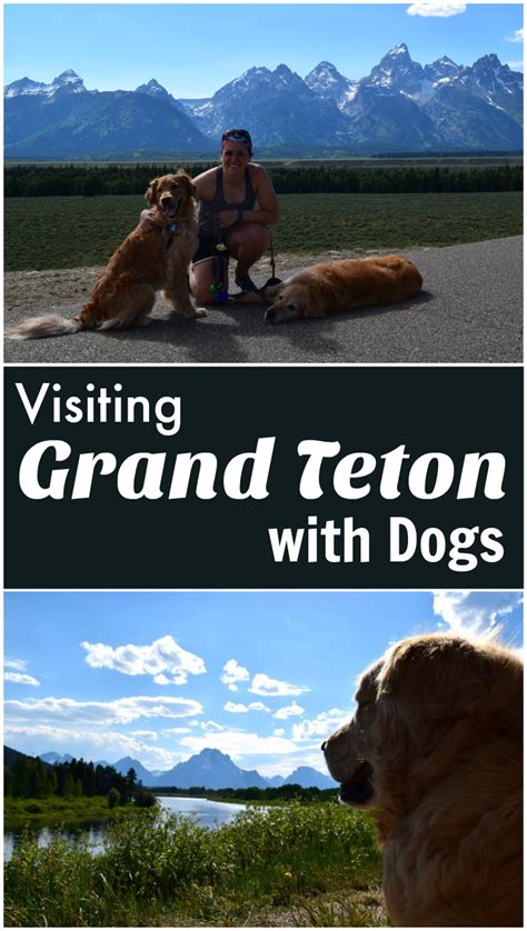 Is Yellowstone National Park Pet Friendly Patchpets