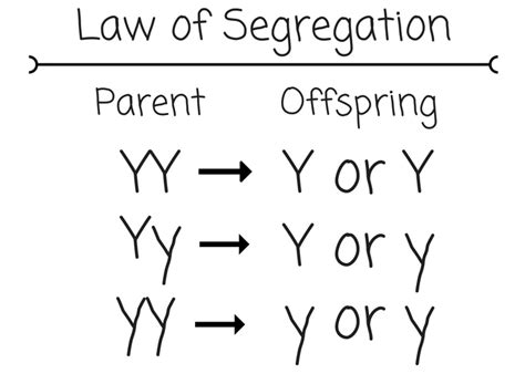 Law of segregation_trisha by trisha salanatin 2986 views. Mendelian Genetics - Untamed Science