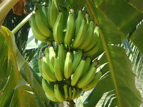 Aug 30, 2016 · harvesting banana peppers. TNAU Agritech Portal :: Crop Protection