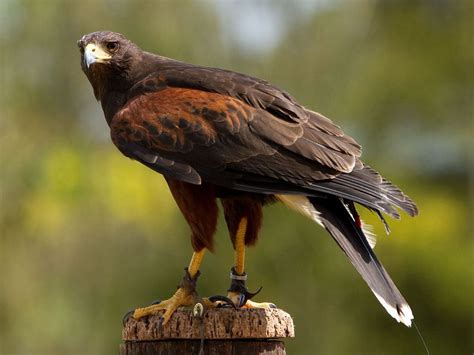 Golden Eagle National Birds Of Prey Centre Newent Gloucestershire