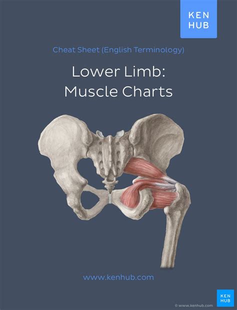 Muscle Anatomy Reference Charts Free Pdf Download Kenhub