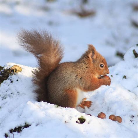 Squirrel In Snow Ecureuil Animaux