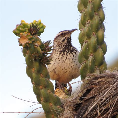 Cactus Wren Campylorhynchus Brunneicapillus Guttatus 20 Ap Flickr