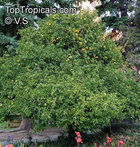 Poncirus trifoliata, Hardy Orange - TopTropicals.com