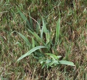 Use a hoe or picking tool to assist. How to get rid of CrabGrass in Your Lawn