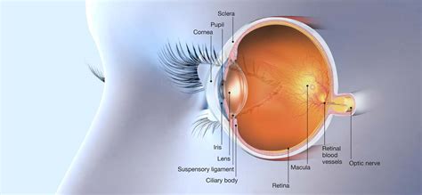 What Is Macula Its Functions And Clinical Significance